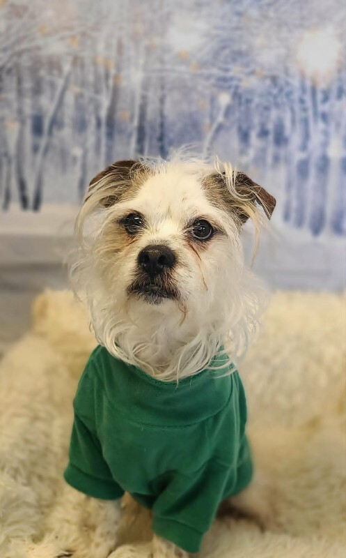 Picture of the Animal Listed